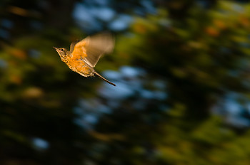 Robin in Flight ~ Thrush picture from Cortes Island Canada.
