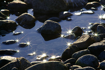 Stars ~ Tide Pool picture from Cortes Island Canada.