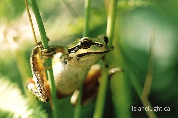 Pacific Tree Frog ~ Tree Frog picture from Cortes Island Canada.