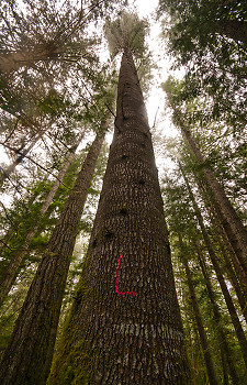 Marked ~ Tree picture from Cortes Island Canada.