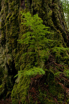 Hemlock/Fir ~ Tree picture from Cortes Island Canada.