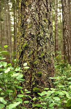 Douglas Fir Emerging from the Salal ~ Tree picture from Cortes Island Canada.