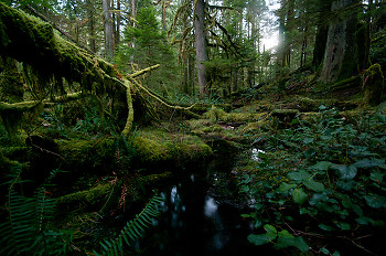  Wetland picture from Cortes Island Canada.