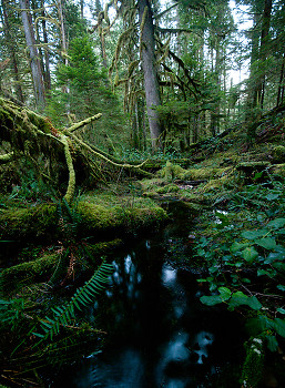 Grandfather Grove ~ Wetland picture from Cortes Island Canada.