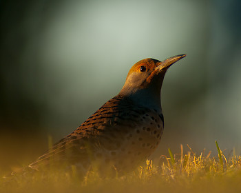 Northern Flicker ~ Woodpecker picture from Cortes Island Canada.