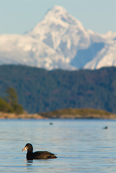 Surf Scoter ~ Duck picture from Desolation Sound Canada.