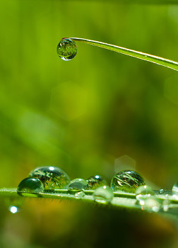 Rain on Couch Grass ~ Droplet picture from Cortes Island Canada.