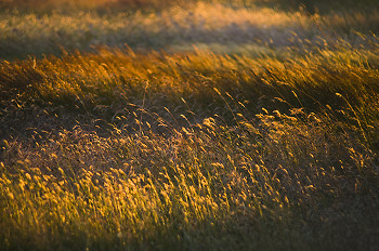 Grass Land ~ Field picture from Cortes Island Canada.