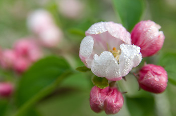 Apple Blossoms ~ Flower picture from Cortes Island Canada.