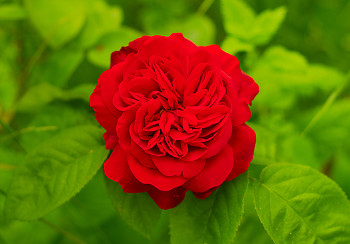 Red Rose ~ Flower picture from Cortes Island Canada.