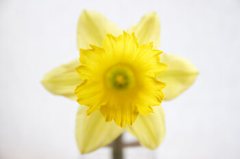 Hello Daffodil ~ Flower picture from Cortes Island Canada.