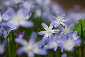 Flowering Squill ~ Flower picture from Vancouver Canada.