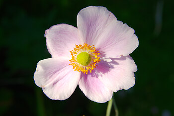 Flowering Japanese Anemone ~ Flower picture from Vancouver Canada.