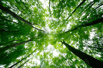 Upward Zoom ~ Forest picture from Aillevillers France.