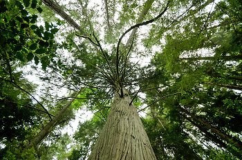 Western Red Cedar ~ Forest picture from Cortes Island Canada.