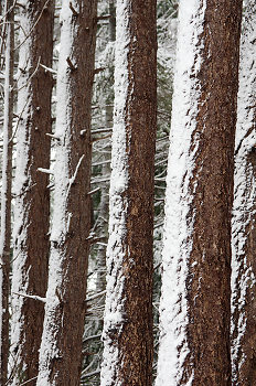 Snow On Fir Trunks ~ Forest picture from Cortes Island Canada.