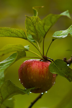 Apple ~ Fruit picture from Cortes Island Canada.