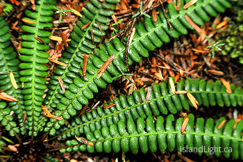  Fern picture from Gilford Island Canada.
