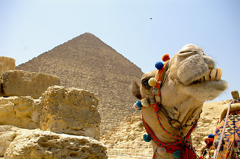 Smile ~ Camel picture from Giza Egypt.