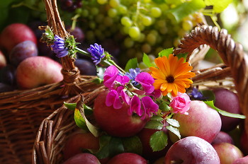 Autumn Bounty ~ harvest picture from Cortes Island Canada.