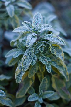Sage ~ Herb picture from Cortes Island Canada.
