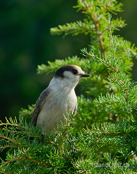 Gray Jey ~ Jay picture from Strathcona Provincial Park Canada.