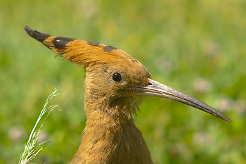 Upupa epops ~ Hoopoe picture from Luxor Egypt.