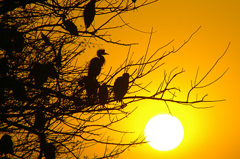 Nile Egrets ~ Little Egret picture from Luxor Egypt.