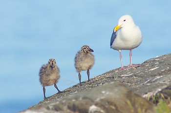 Seagull Family ~ Baby Bird picture from Mitlenatch Island Canada.