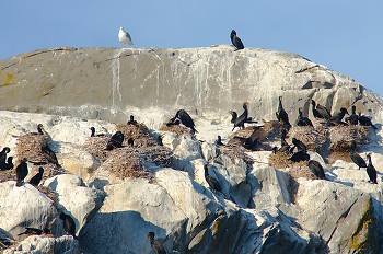 Nesting Double-crested Cormorants ~ Cormorant picture from Mitlenatch Island Canada.
