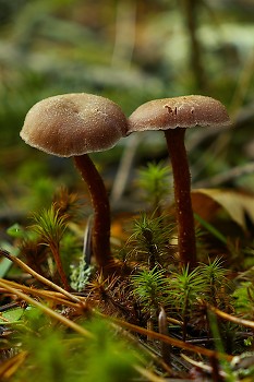 Two Mushrooms ~ Mushroom picture from Cortes Island Canada.