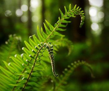 Spring Sword Fern Tips ~ Fern picture from Pacific Spirit Park Canada.