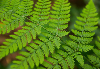 Wood Fern Closeup ~ Fern picture from Pacific Spirit Park Canada.