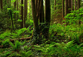 A Wild Spot in Pacific Spirit Park ~ Forest picture from Pacific Spirit Park Canada.