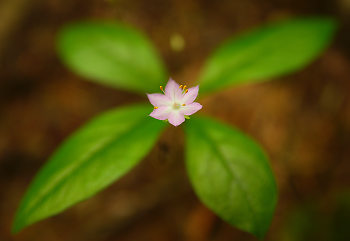 Little Pink Wildflower ~ Wildflower picture from Pacific Spirit Park Canada.