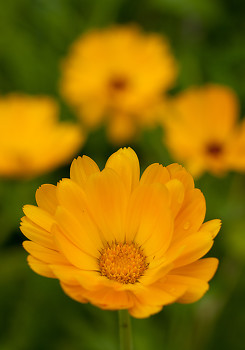Calendula ~ Plant picture from Cortes Island Canada.