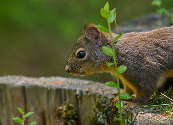 Peeking Douglas Squirrel ~ Squirrel picture from Powel River Canada.