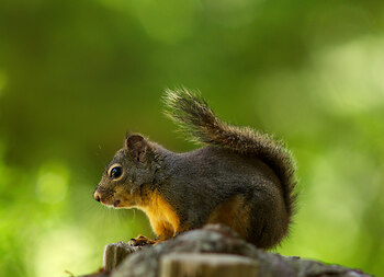 A Squirrel on a Stump ~ Squirrel picture from Powel River Canada.