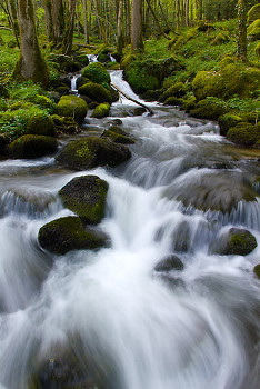Forest Stream ~ Forest Stream picture from Route de Plombiers France.