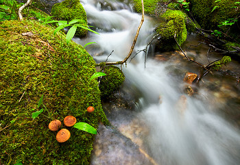 Creekside Mushroom Family ~ Creek picture from Slocan Valley Canada.