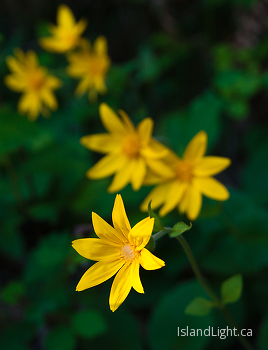 Arnica flowers ~ Flower picture from Slocan Valley Canada.