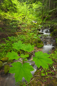 Oplopanax horridus ~ Forest picture from Slocan Valley Canada.