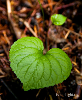 Wild Ginger No. 2 ~ Plant  picture from Slocan Valley Canada.