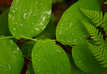 Rain on Leaves ~ Plant  picture from Slocan Valley Canada.