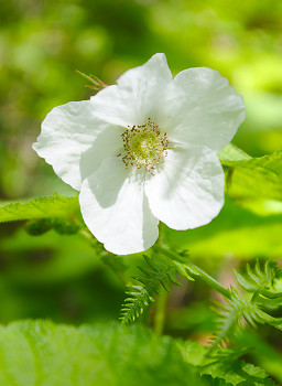 Thimble Berry Flower ~ Thimble Berry picture from Slocan Valley Canada.