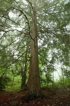 Western Hemlock ~ Tree picture from Slocan Valley Canada.