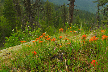 Indian Paintbrush ~ Wildflower picture from Slocan Valley Canada.