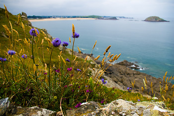 Bretagne Wildflowers ~ Landscape  picture from St. Malo France.