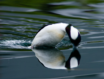 Jumping Buffleheads What Was That!? ~ Duck picture from Vancouver Canada.