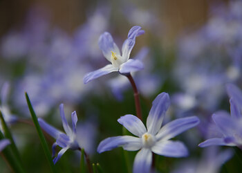 Siberian squill ~ Flower picture from Vancouver Canada.